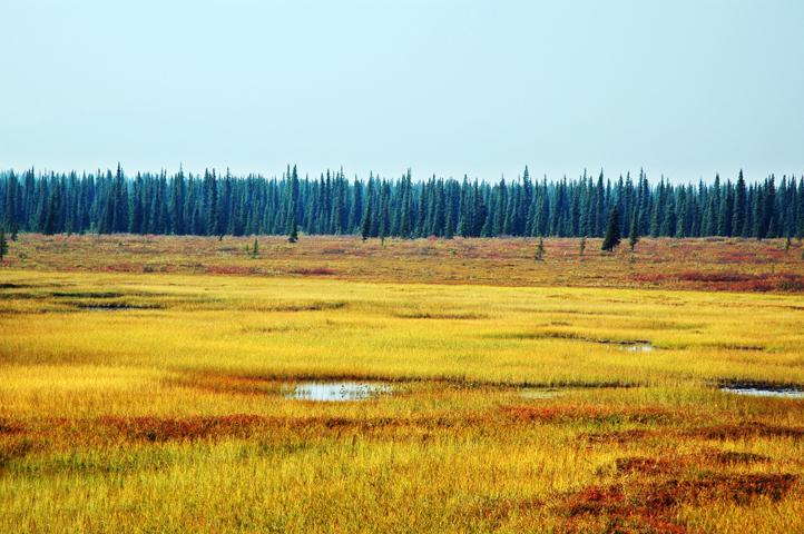 Near Denali NP, George Hwy