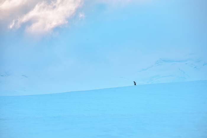 Antactica 09
