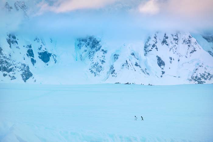 Antactica 14