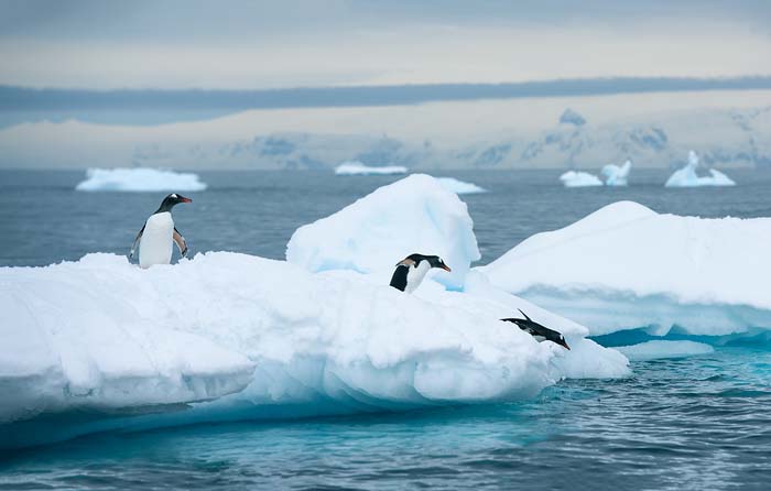 Antactica 24