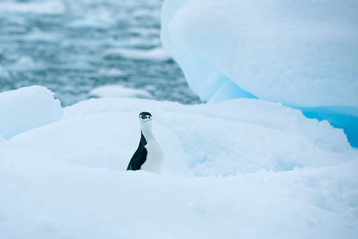 Antactica 25