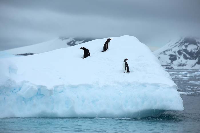 Antactica 26