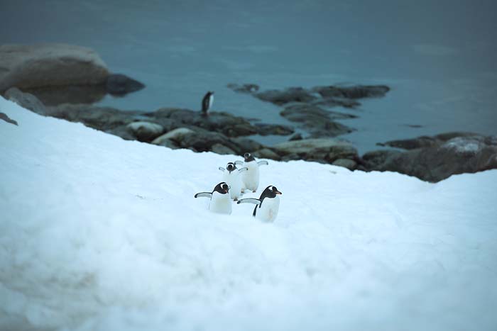 Antactica 29