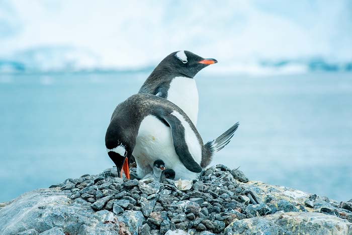 Antactica 30