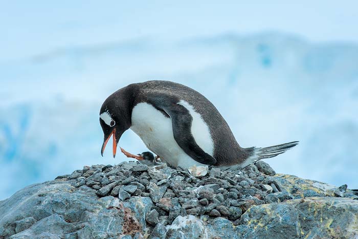 Antactica 31