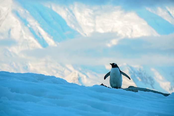 Antactica 32