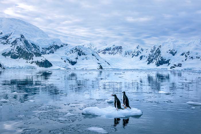 Antactica 34