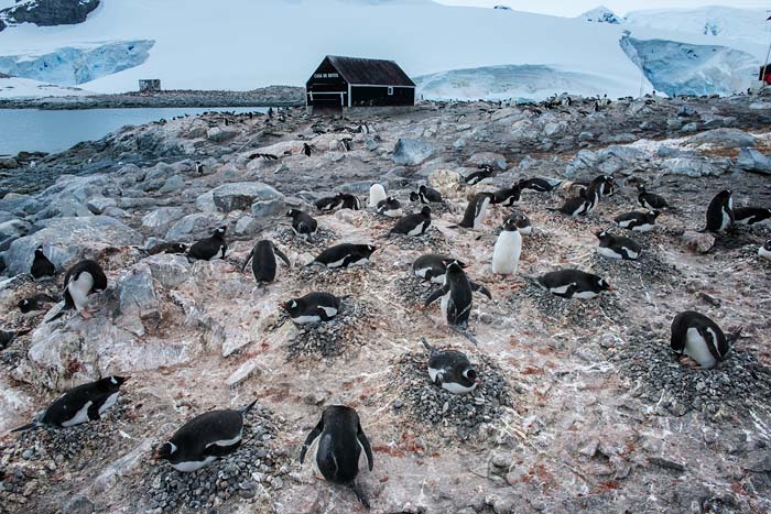 Antactica 35