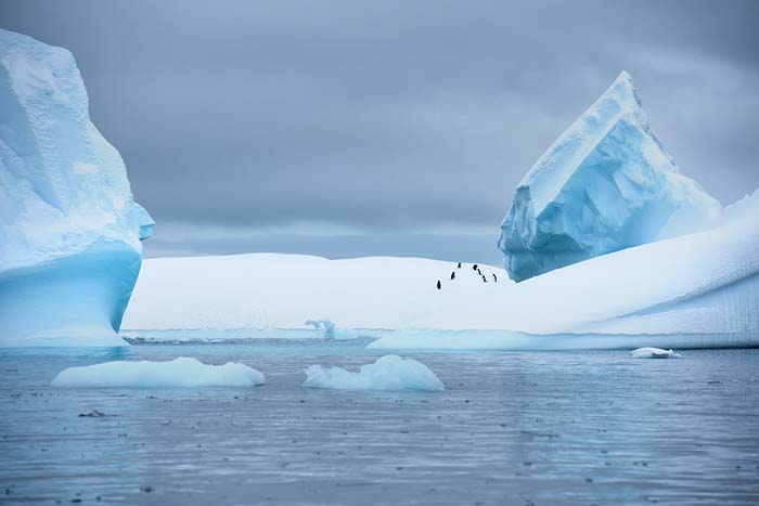 Antactica 39