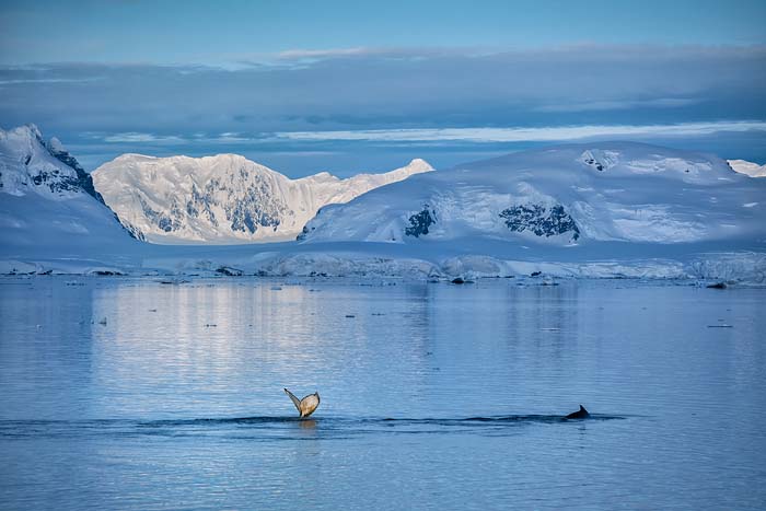 Antactica 43
