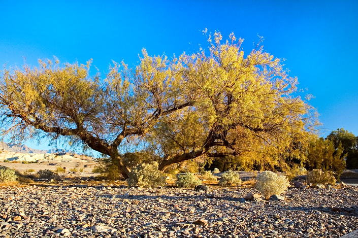 Furnace Creek, Death Valley National Park 01