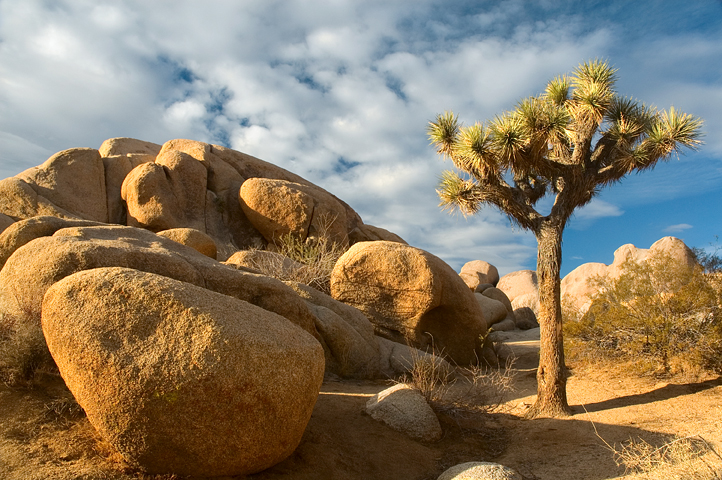 Boulders, White Tank, Joshua Tree National Park 03