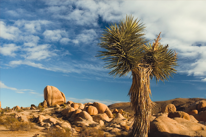 Boulders, White Tank, Joshua Tree National Park 06