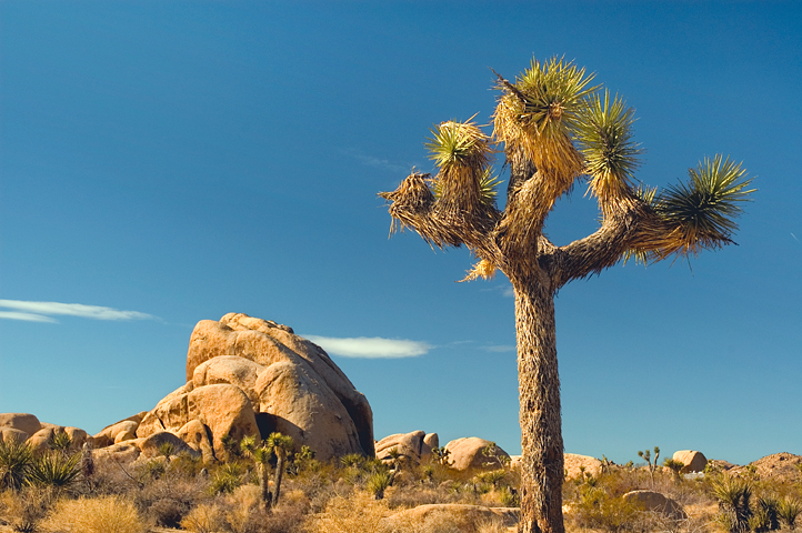 Boulders, White Tank, Joshua Tree National Park 07