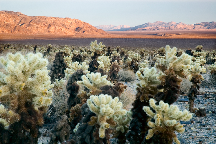 Cholla Cactus Garden, Joshua Tree National Park