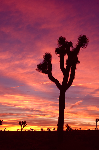 Joshua Tree National Park 03