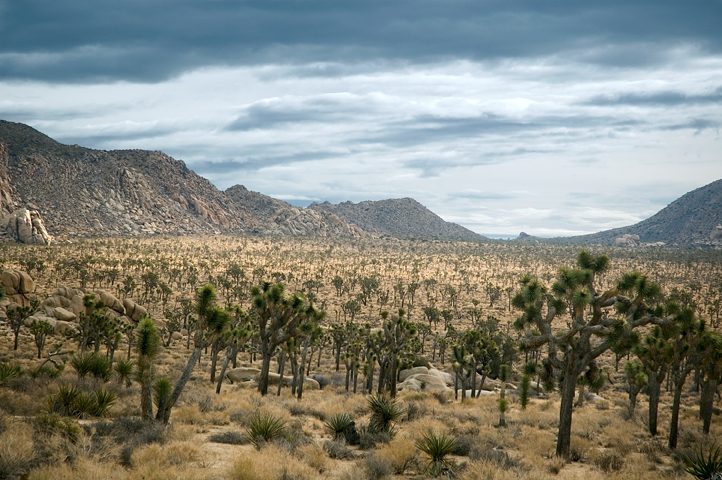 Joshua Tree Valley National Park