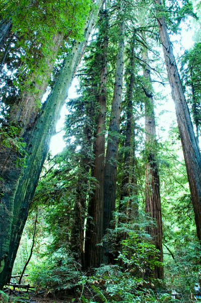 Muir Woods National Monument, CA 01