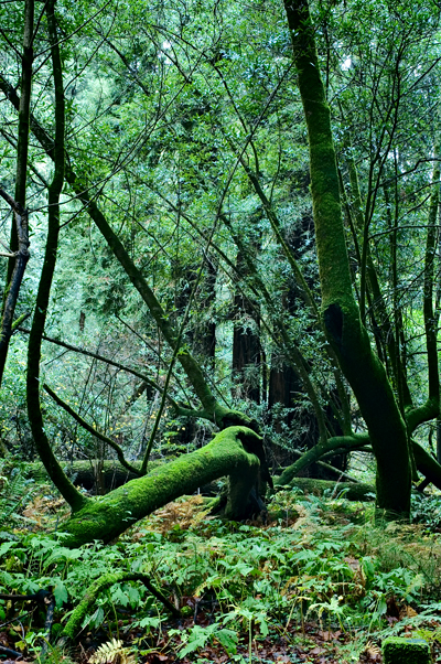 Muir Woods National Monument, CA 02