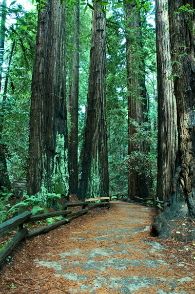 Muir Woods National Monument, CA 03