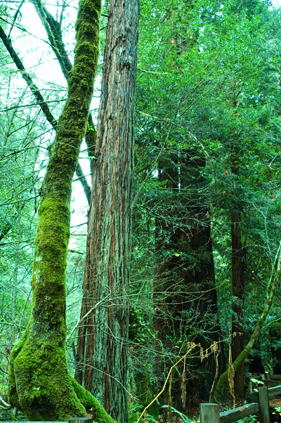 Muir Woods National Monument, CA 05
