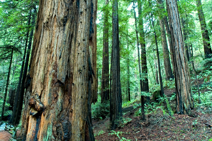 Muir Woods National Monument, CA 06  