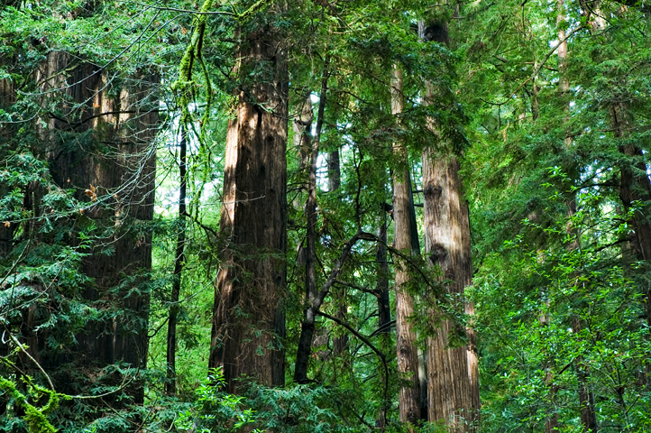Muir Woods National Monument, CA 07