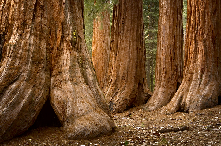 Sequoias, Wawona and Mariposa Grove, Yosemite National Park