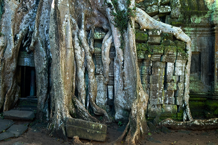 Ta Prohm, Angkor 01