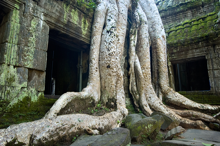 Ta Prohm, Angkor 03