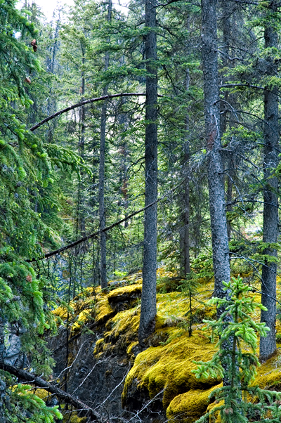 Maligne Canyon, Bridge 1, Jasper National Park