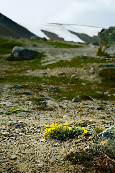 The Whistlers, Jasper National Park 02