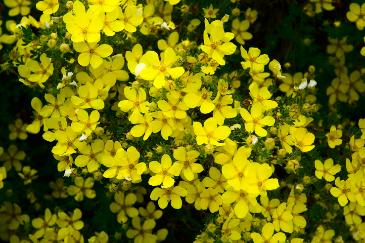 Wild Flower, Japer National Park