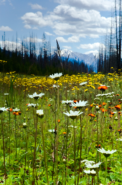 Wild Flower, Kootena National Park