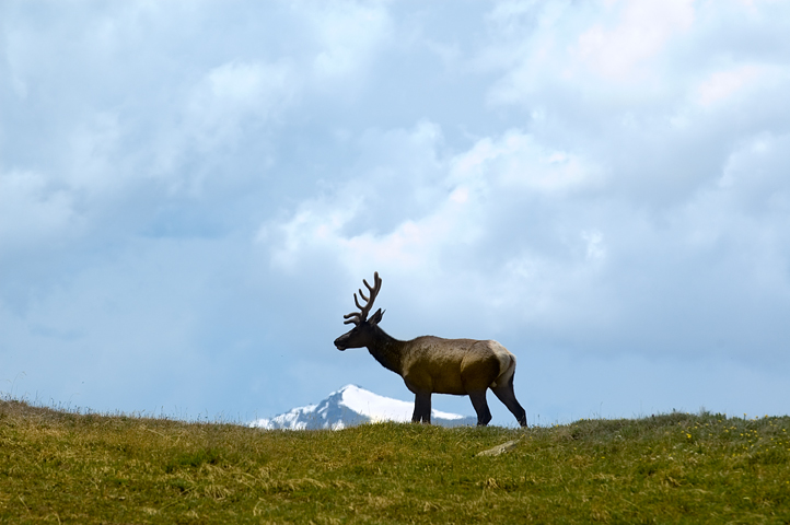 Elk, Rocky Mountain National Park  