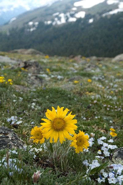 Wild Flowers, Trail Ridge Road, Rocky Mountain National Park 02