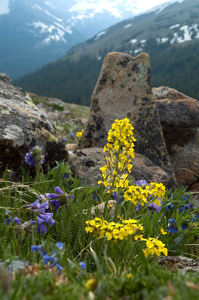 Wild Flowers, Trail Ridge Road, Rocky Mountain National Park 03