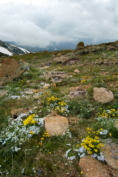 Wild Flowers, Trail Ridge Road, Rocky Mountain National Park 04