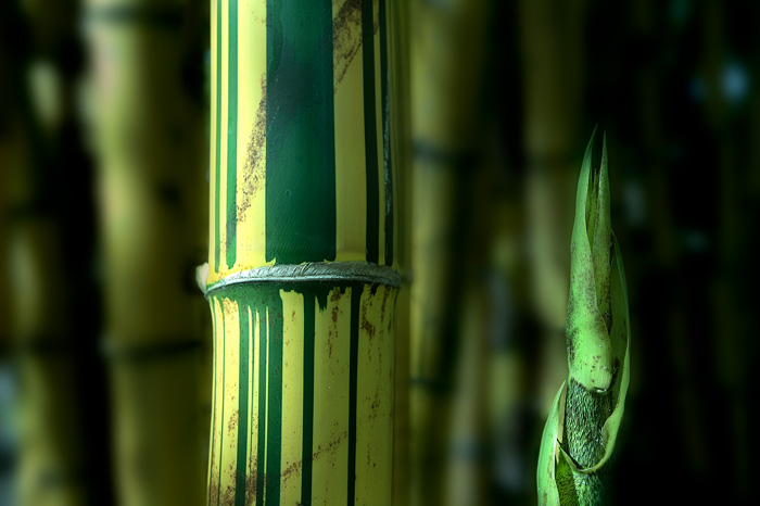 Cloud Rain Forest, Costa Rica 06