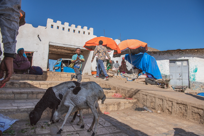 Harar 48