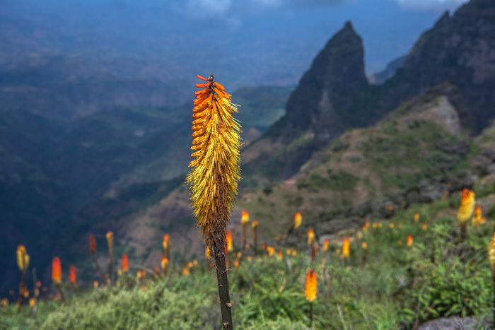 Simien 01
