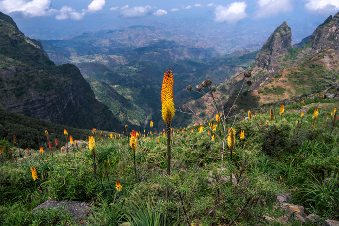 Simien 02