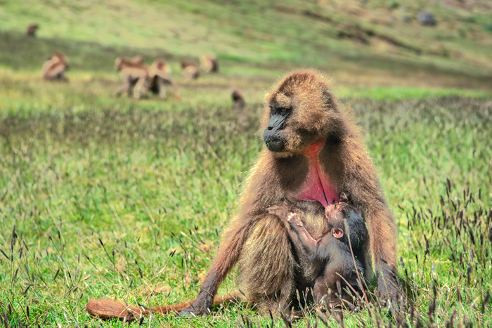 Simien 11