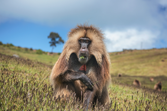 Simien 12