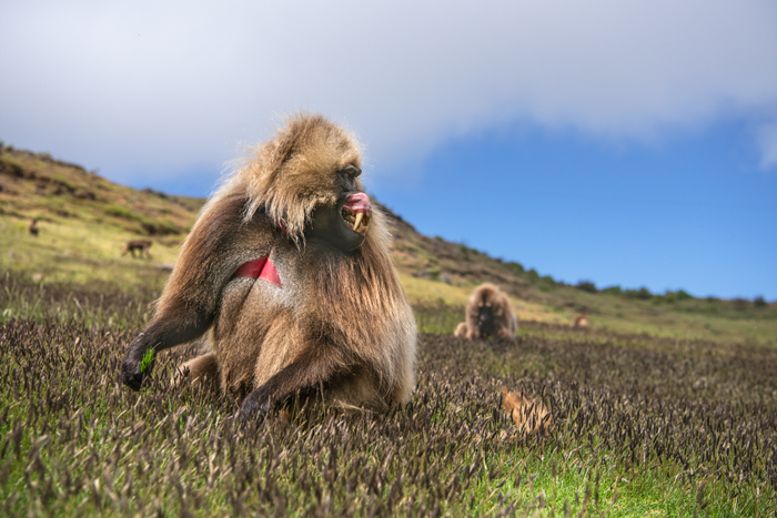 Simien 14
