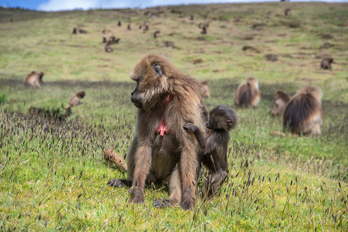Simien 15