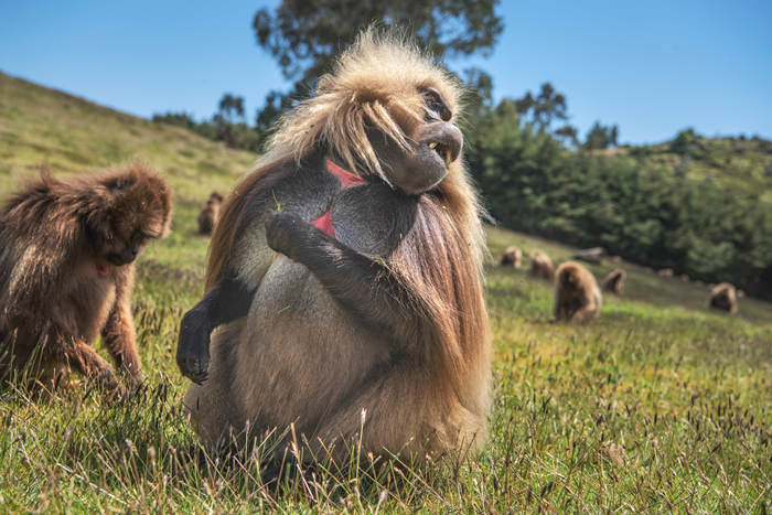 Simien 16
