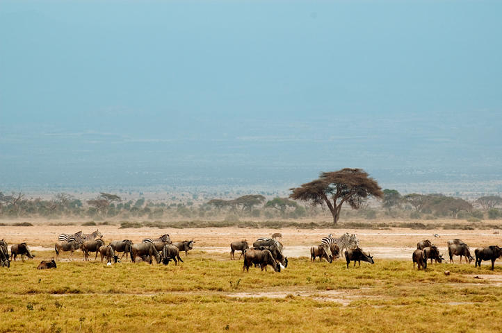 Buffaloes, Amoseli National Park, Kenya