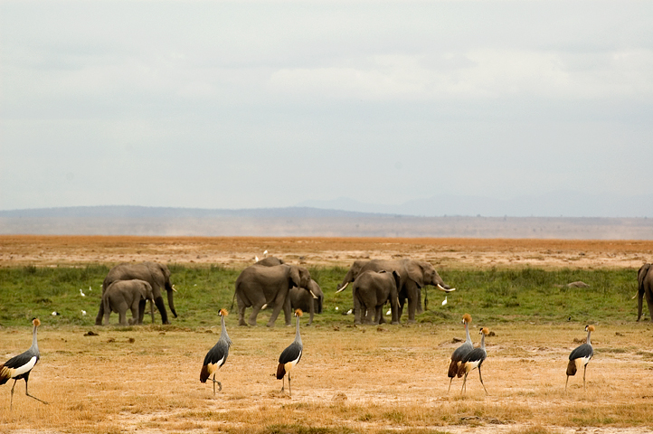 Crown Cranes, Elephants, Amoseli National Park, Kenya