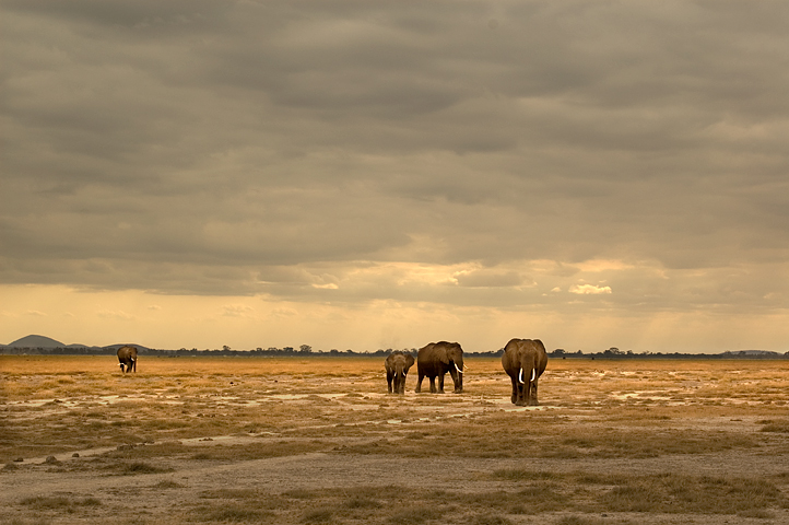 Elephants, Amoseli National Park, Kenya 01